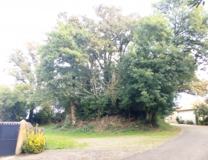 Motte 5.jpg