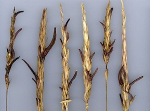 Ergot de seigle.jpg