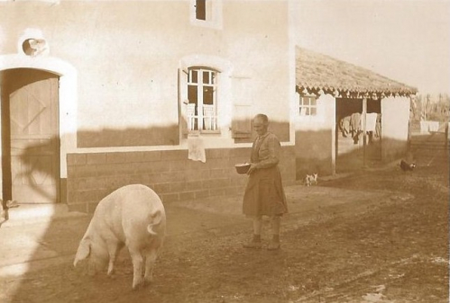 cochon de Jeantillon.jpg