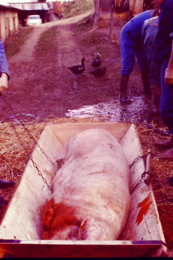 Tue cochon Lailheugue 3.jpg