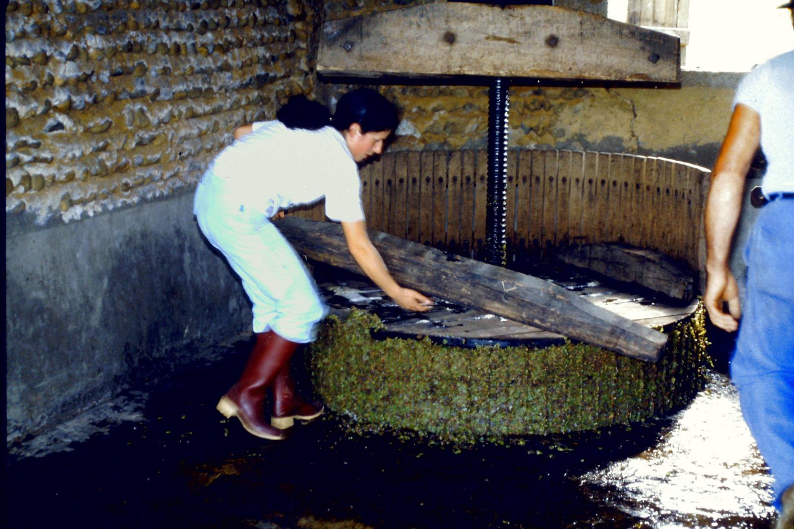 Vendanges Lailheugue 8.jpg