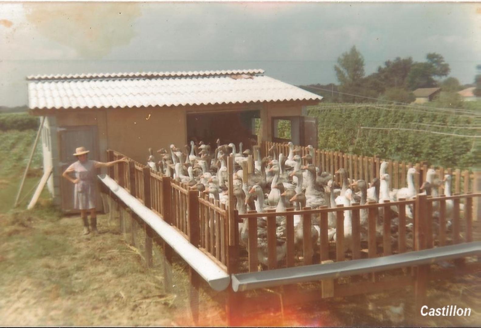 élevage Ducos.jpg