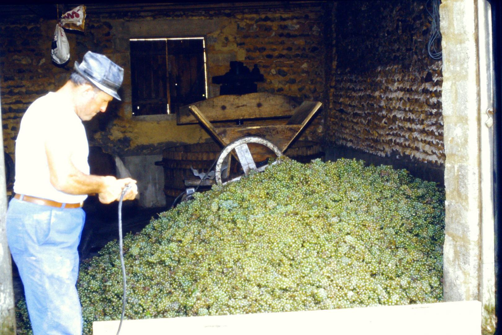 Vendanges Lailheugue 4.jpg