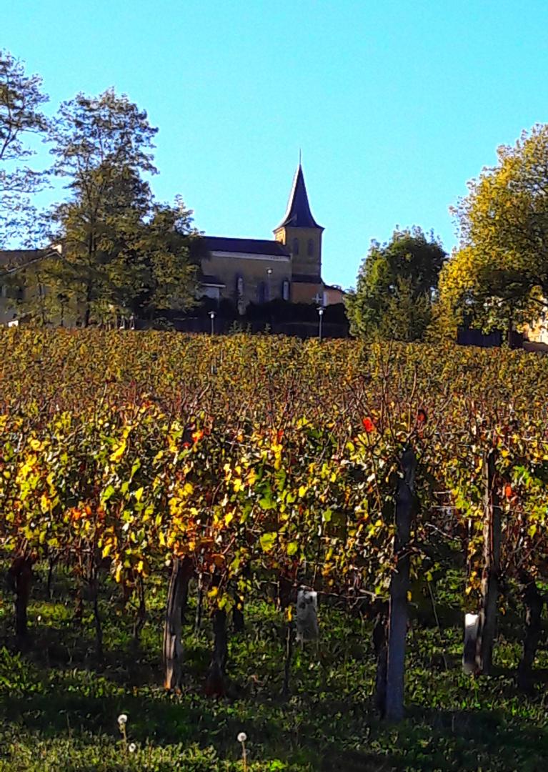 Eglise + vigne 2.jpg