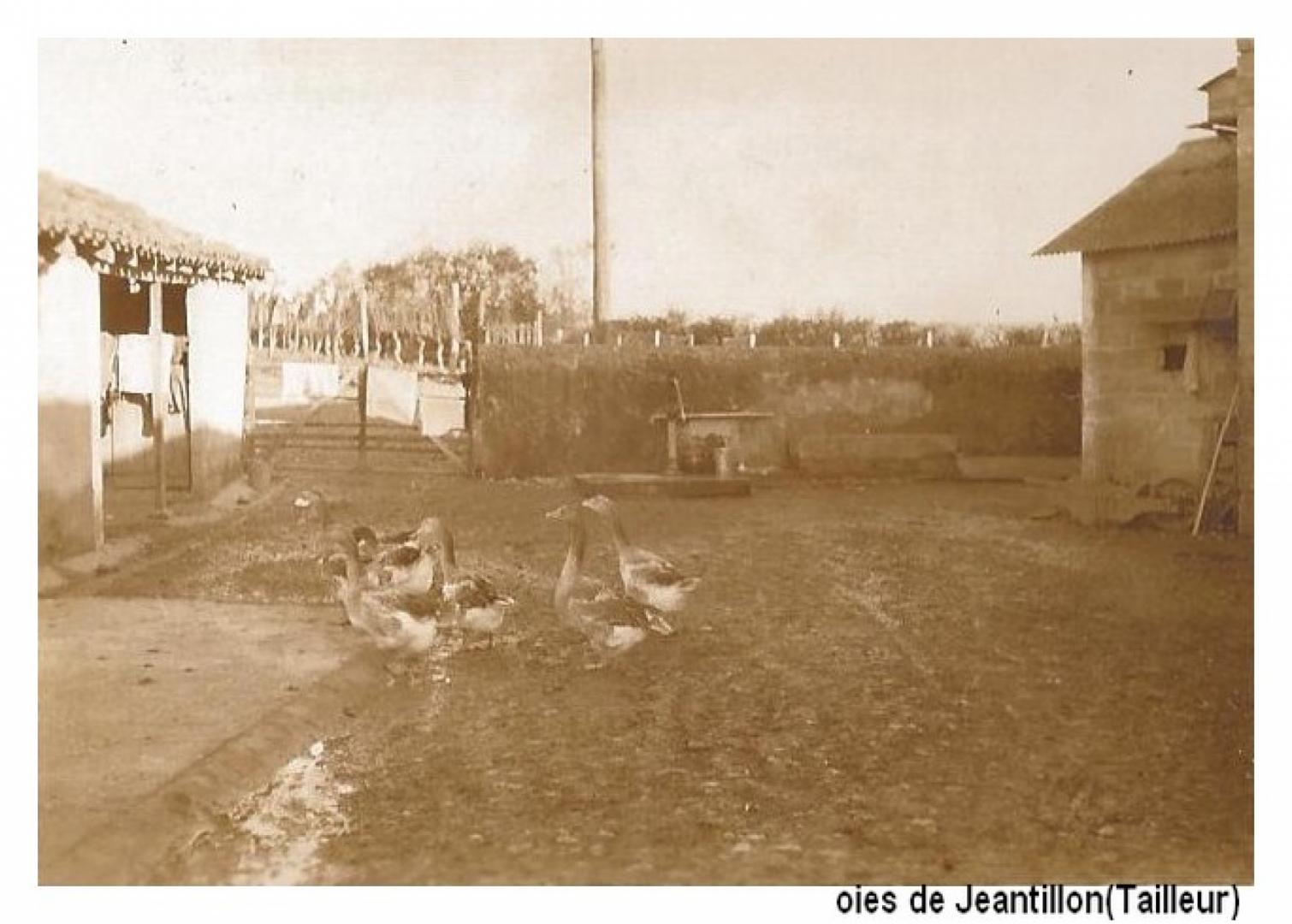 oies de Jeantillon.jpg