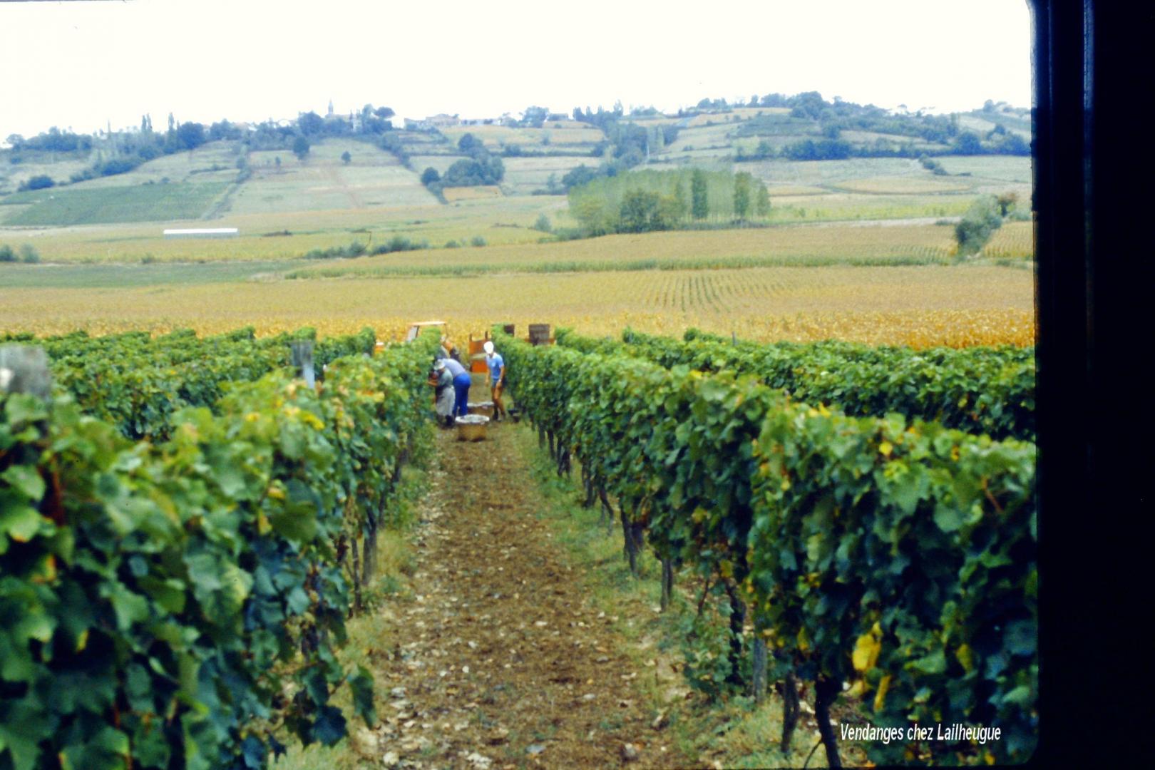 Vendanges Lailheugue 3.jpg